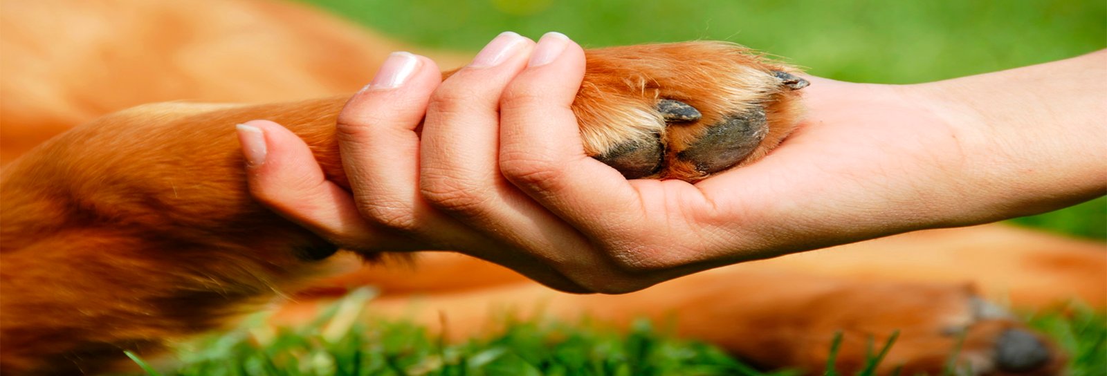 Lição 6 - Maternal - Papai do céu criou os animais e as pessoas