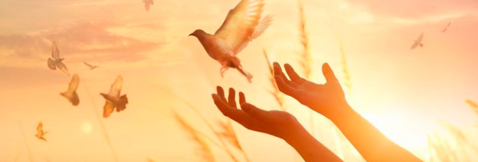 Lição 5 - Abigail: quando a sabedoria faz a diferença - SLIDES E VIDEOAULAS